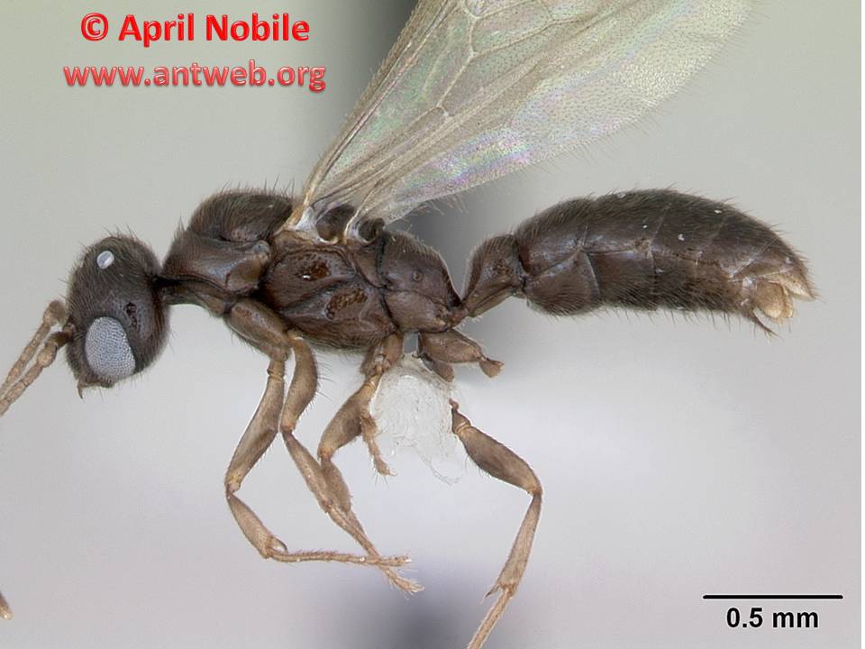 LATERAL LATERAL